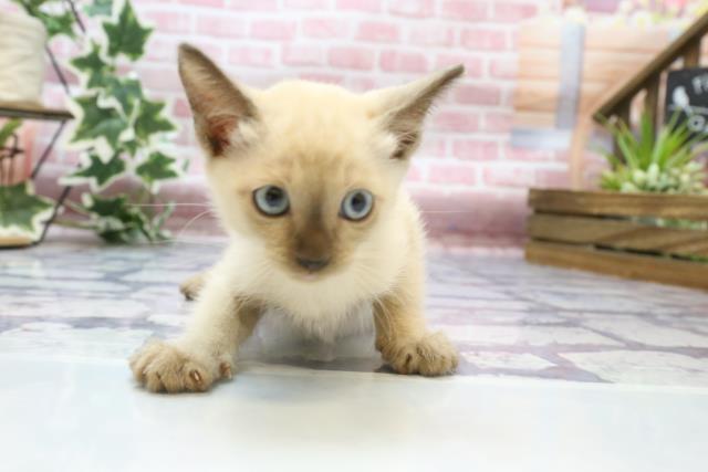 宮崎県のトンキニーズ (Coo&RIKU宮崎店/2023年7月26日生まれ/男の子/シャンパンポイント)の子猫