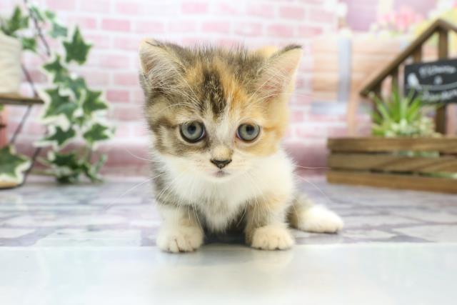 島根県のミヌエット (Coo&RIKU出雲店/2023年7月31日生まれ/女の子/ブラウンパッチドタビーホワイト)の子猫