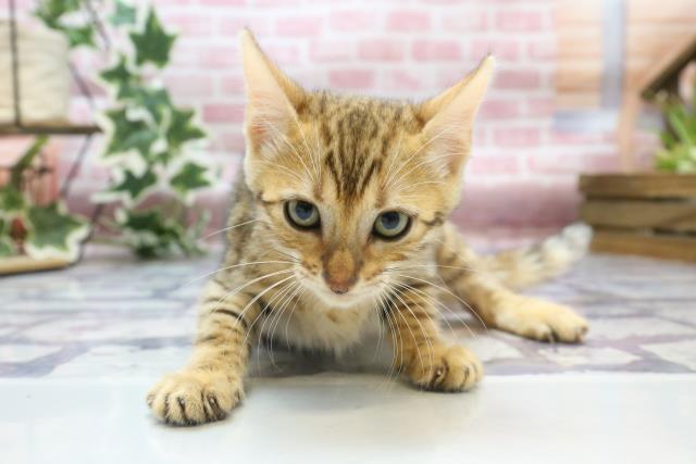 岡山県のトイガー (Coo&RIKU岡山店/2023年7月21日生まれ/女の子/ブラウンスポットタビー)の子猫