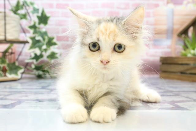 徳島県のサイベリアン (Coo&RIKU徳島店/2023年6月24日生まれ/女の子/ダイリュートキャリコ)の子猫