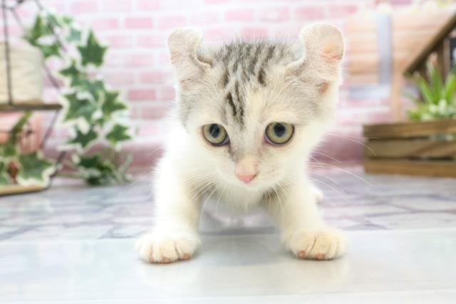 徳島県のアメリカンカール (Coo&RIKU徳島店/2023年7月19日生まれ/女の子/シルバータビーホワイト)の子猫