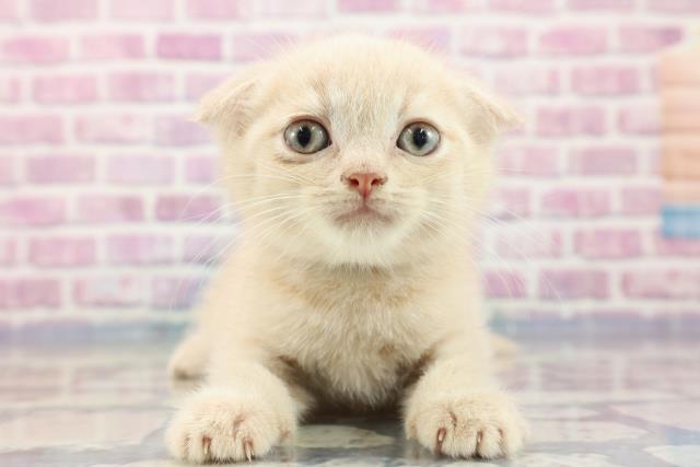 千葉県のスコティッシュフォールド (Coo&RIKU東船橋店/2023年7月24日生まれ/男の子/クリームタビー)の子猫