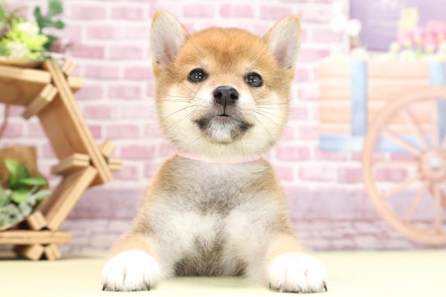 柴犬