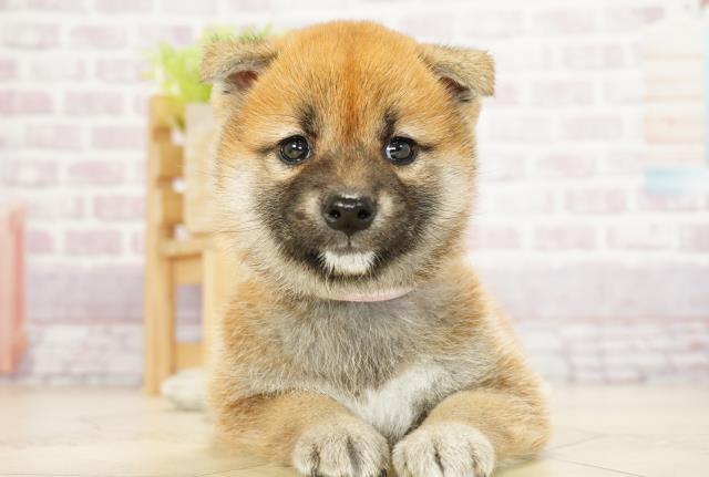 柴犬