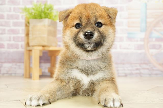 柴犬