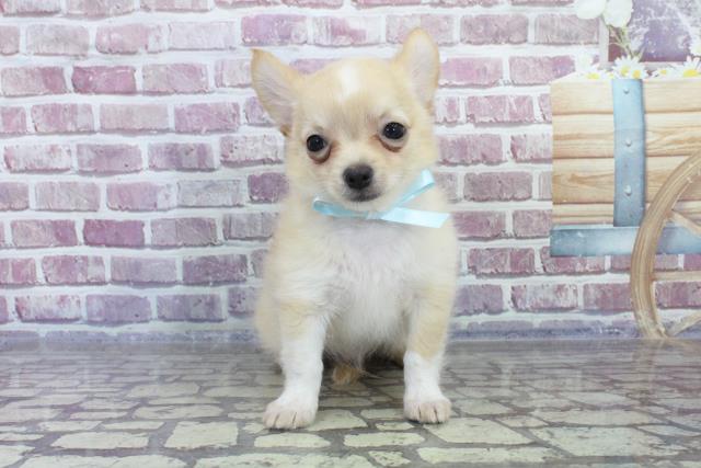 青森県のチワワ(ロング) (Coo&RIKU弘前店/2023年7月27日生まれ/男の子/クリームホワイト)の子犬