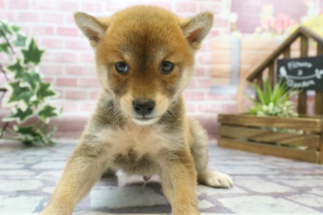 柴犬