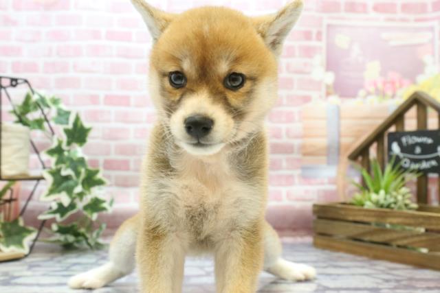 柴犬