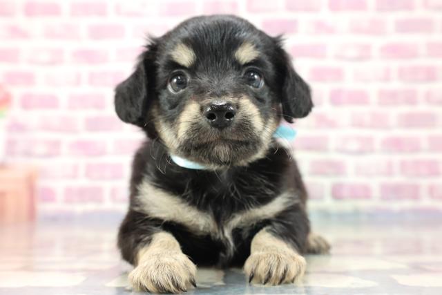 北海道のチワックス (Coo&RIKU北見店/2023年7月31日生まれ/男の子/ブラックタン)の子犬