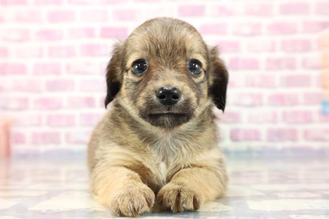 青森県のチワックス (Coo&RIKU青森店/2023年7月31日生まれ/男の子/シェーデッドイエロー)の子犬