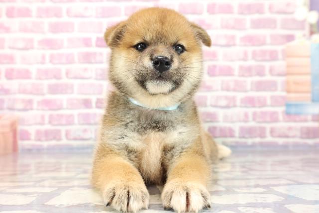 青森県の柴犬 (Coo&RIKU青森店/2023年7月11日生まれ/男の子/レッド(赤))の子犬