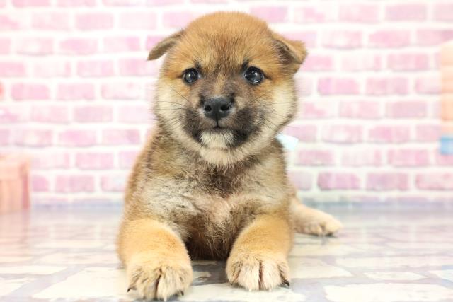 柴犬