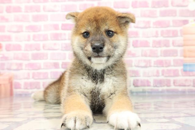 柴犬