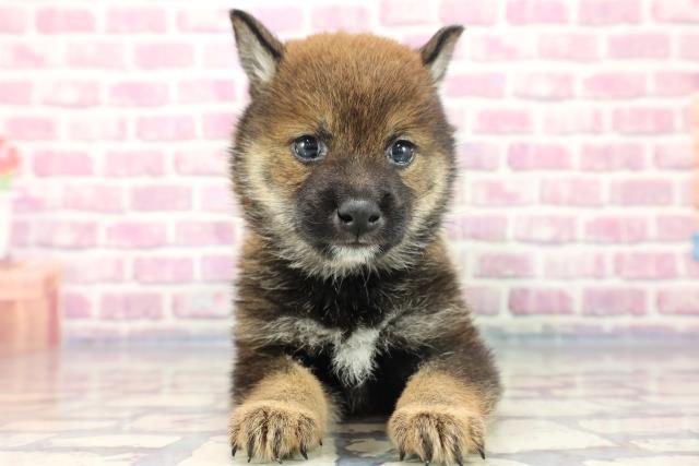 柴犬