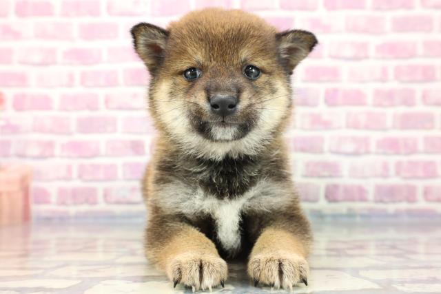 柴犬
