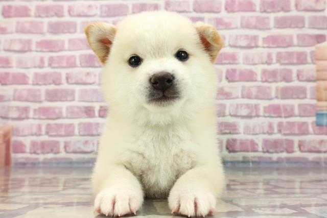 柴犬