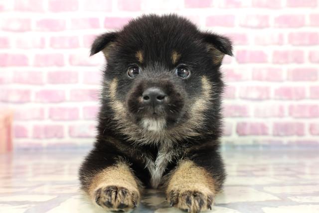 柴犬