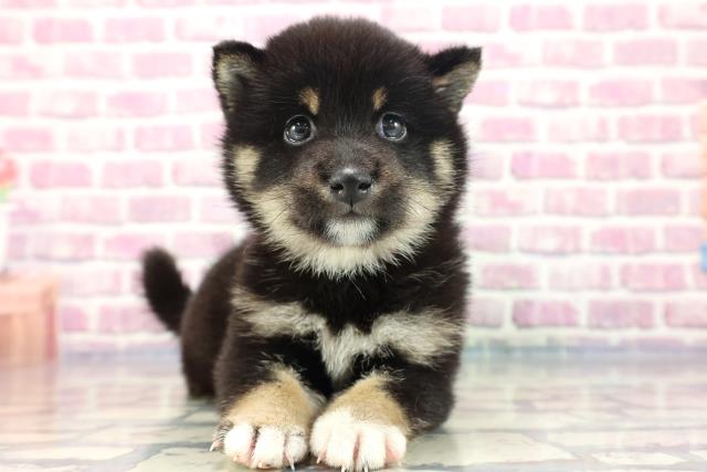 柴犬