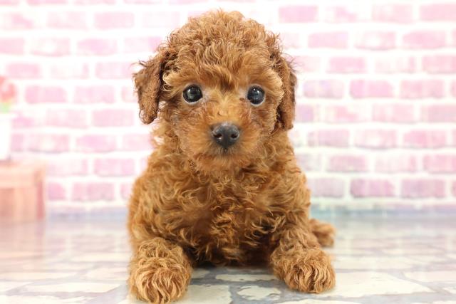 神奈川県のトイプードル (Coo&RIKU相模原店/2023年7月31日生まれ/女の子/レッド(赤))の子犬