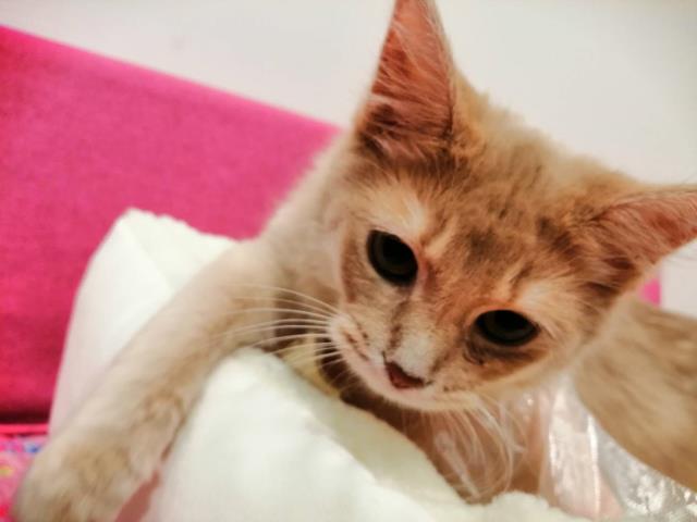 埼玉県のソマリ (Coo&RIKUアニマルケアセンター大宮/2023年7月31日生まれ/女の子/フォーン)の子猫