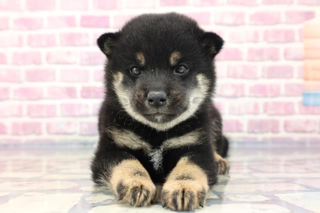 柴犬
