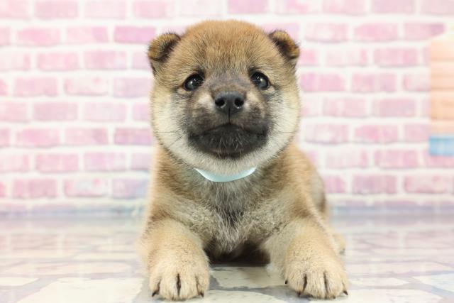柴犬