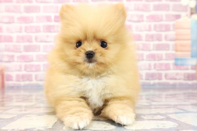 神奈川県のポメラニアン (Coo&RIKU相模原店/2023年8月1日生まれ/男の子/オレンジ)の子犬