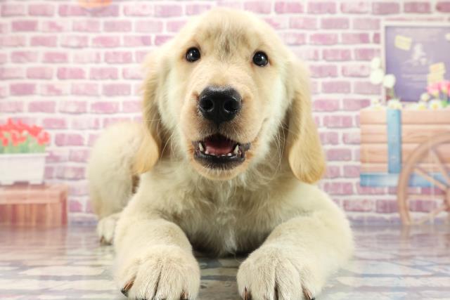 青森県のゴールデンレトリバー (Coo&RIKU青森店/2023年7月12日生まれ/男の子/ゴールデン)の子犬