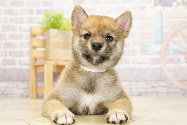 柴犬