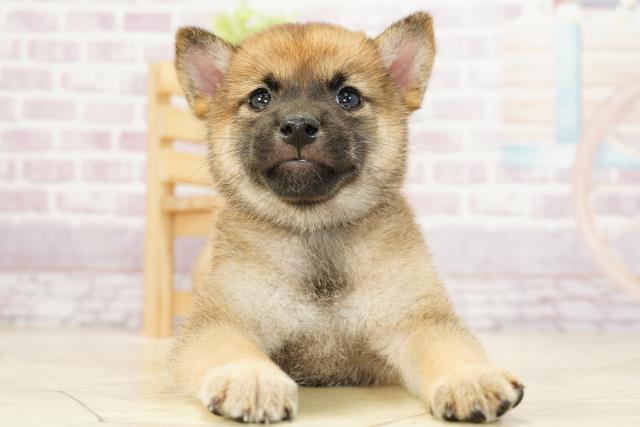 柴犬