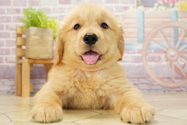 北海道のゴールデンレトリバー (Coo&RIKU岩見沢店/2023年8月2日生まれ/女の子/ゴールデン)の子犬