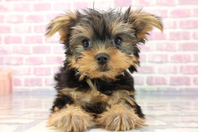 栃木県のヨークシャーテリア (Coo&RIKU宇都宮店/2023年8月3日生まれ/男の子/スチールブルータン)の子犬