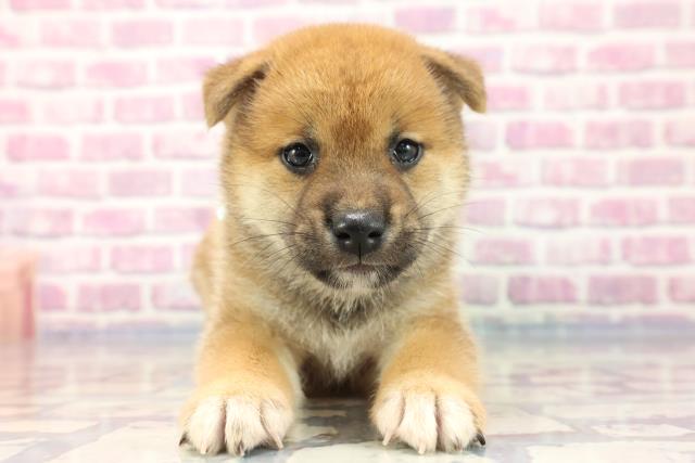 群馬県の柴犬 (Coo&RIKU高崎店/2023年8月3日生まれ/男の子/レッド(赤))の子犬