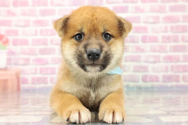柴犬
