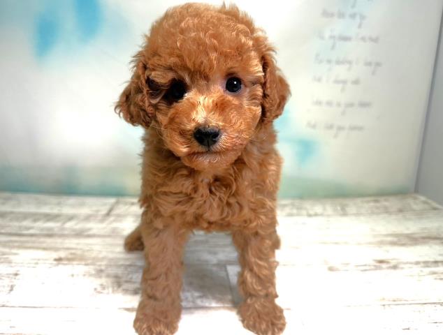 北海道のトイプードル (Coo&RIKU釧路店/2023年8月3日生まれ/男の子/レッド(赤))の子犬
