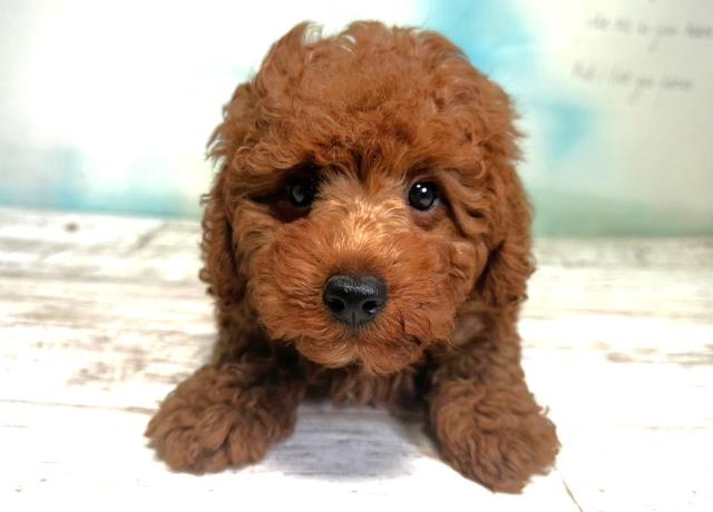 北海道のトイプードル (Coo&RIKU旭川店/2023年8月4日生まれ/男の子/レッド(赤))の子犬