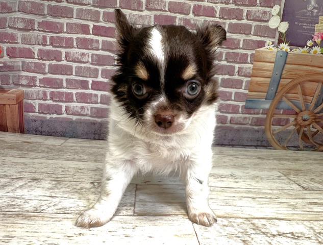 北海道のチワワ(ロング) (Coo&RIKU函館店/2023年8月5日生まれ/女の子/ホワイトチョコレートタン)の子犬