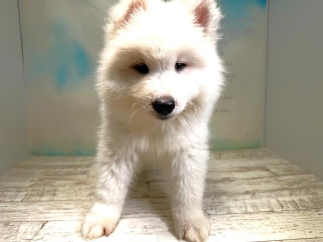 北海道のサモエド (Coo&RIKU北見店/2023年8月1日生まれ/男の子/ホワイト(白))の子犬