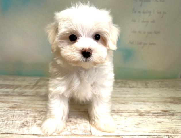 北海道のマルチーズ (Coo&RIKU室蘭店/2023年7月31日生まれ/男の子/ホワイト(白))の子犬