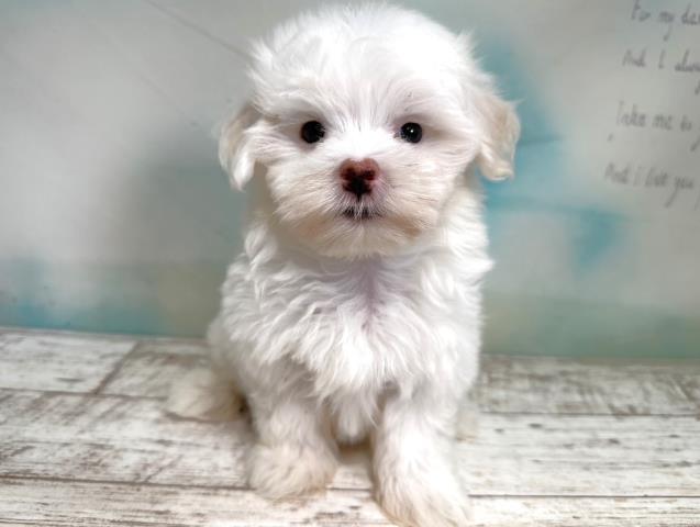 北海道のマルチーズ (Coo&RIKU岩見沢店/2023年7月31日生まれ/男の子/ホワイト(白))の子犬