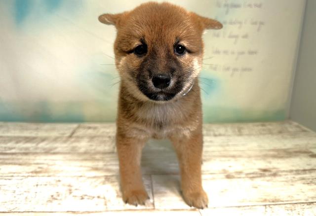 北海道の豆柴 (Coo&RIKU釧路店/2023年8月6日生まれ/男の子/レッド(赤))の子犬