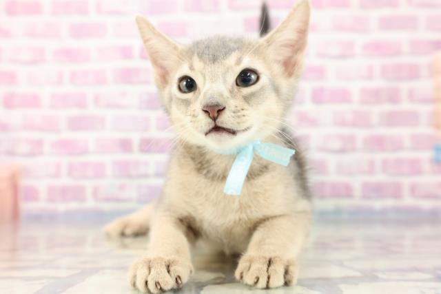 東京都のアビシニアン (Coo&RIKU自由が丘店/2023年8月4日生まれ/男の子/ブルー)の子猫