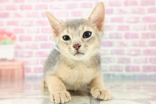 東京都のアビシニアン (Coo&RIKU池袋西口店/2023年8月4日生まれ/男の子/ブルー)の子猫