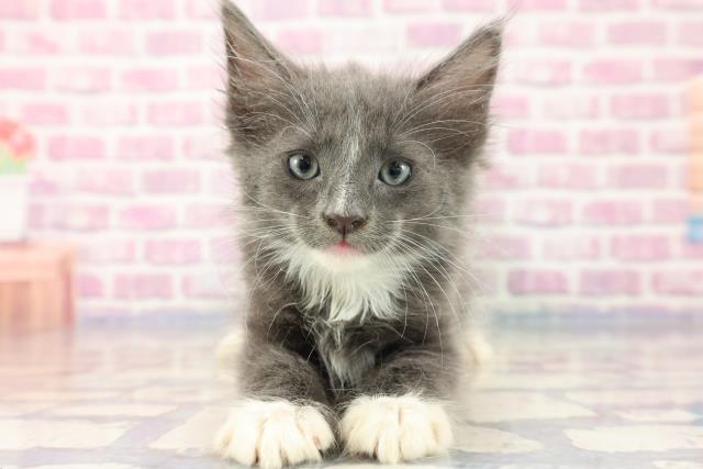 東京都のターキッシュアンゴラ (Coo&RIKU赤坂店/2023年8月5日生まれ/男の子/ブルータビーホワイト)の子猫