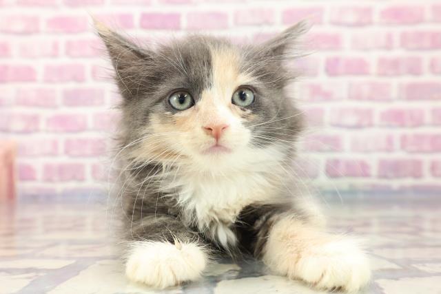 北海道のターキッシュアンゴラ (Coo&RIKU札幌東店/2023年8月5日生まれ/女の子/ブルーパッチドタビーホワイト)の子猫