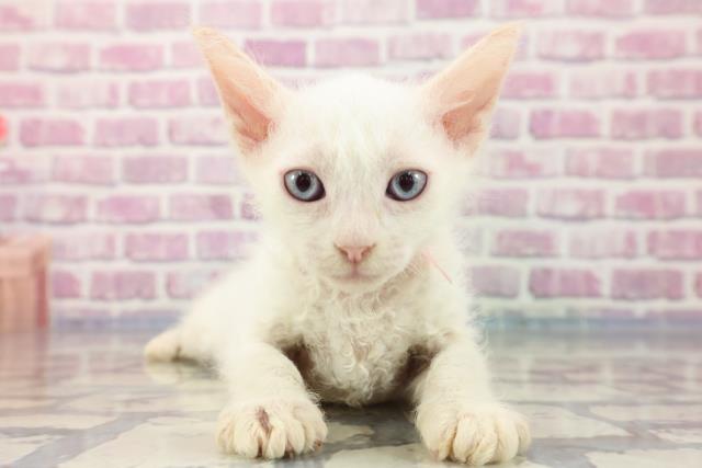 滋賀県のラパーマ (Coo&RIKU長浜店/2023年8月5日生まれ/女の子/クリームポイントホワイト)の子猫