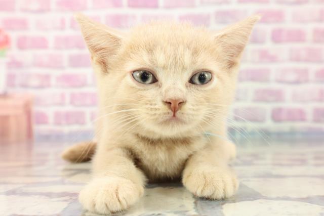 富山県のブリティッシュショートヘアー (Coo&RIKU富山店/2023年8月5日生まれ/男の子/クリームタビー)の子猫