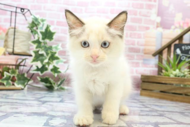 佐賀県のラグドール (Coo&RIKU佐賀神埼店/2023年8月4日生まれ/女の子/シールポイントバイカラー)の子猫