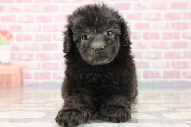 青森県のトイプードル (Coo&RIKU弘前店/2023年8月6日生まれ/男の子/シルバー)の子犬