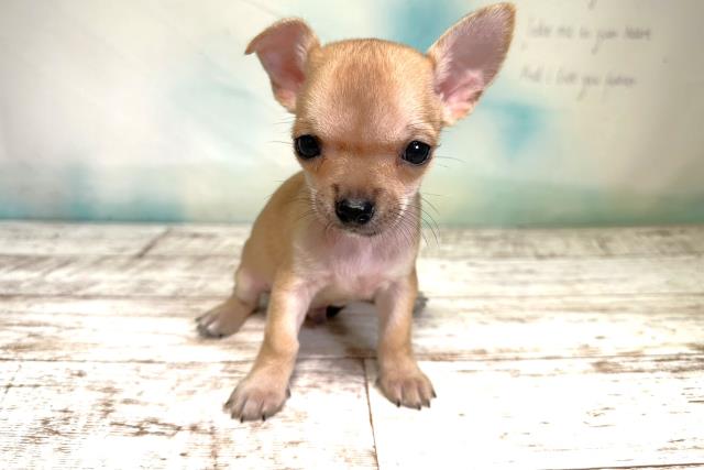 北海道のチワワ(スムース) (Coo&RIKU北見店/2023年8月5日生まれ/男の子/フォーン)の子犬